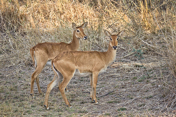 151 Puku females (Kobus vardonii) - South Luangwa Zambia