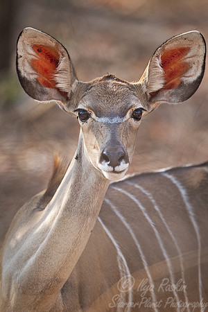 152 Greater Kudu, (Tragelaphus strepsiceros) - South Luangwa Zambia