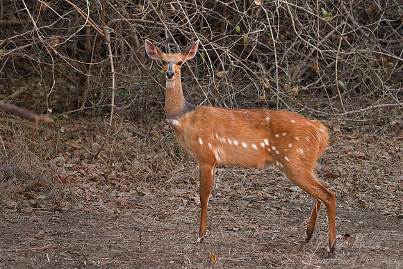 153 Bushbuck  (Tragelaphus sylvaticus) - South Luangwa Zambia