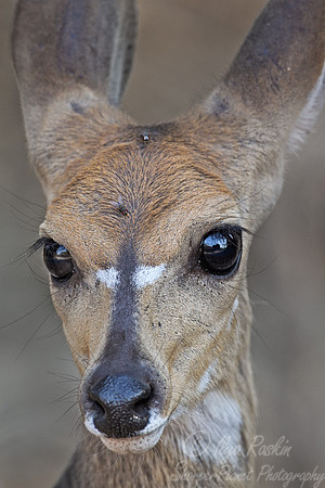 154 Bushbuck  (Tragelaphus sylvaticus) - South Luangwa Zambia