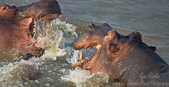 156 Hippopotamus (Hippopotamus amphibius) - South Luangwa Zambia