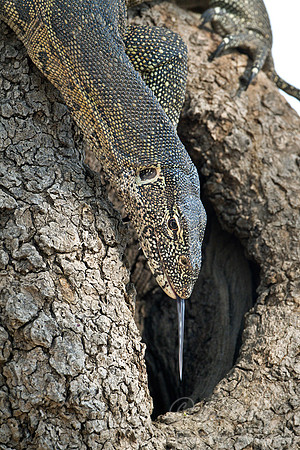 060 Monitor lizards (Varanus ssp) - South Luangwa Zambia