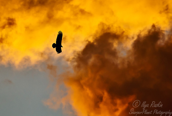 107 Turkey Vulture (Cathartes aura) - Cuba