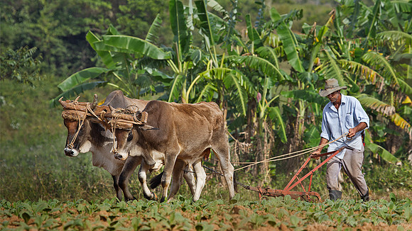 055 Vinales - Cuba