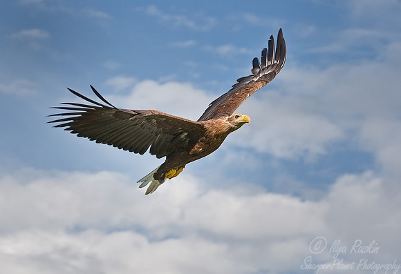 021 White-tailed Eagle (Haliaeetus albicilla) - Kazakhstan