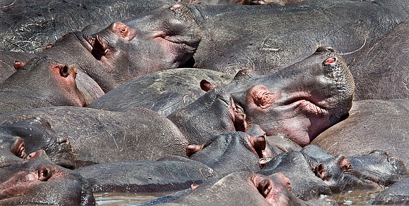 081_Hippopotamus_Tanzania