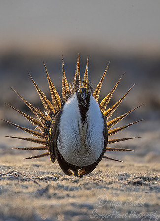 042 Greater sage-grouse (Centrocercus urophasianus) - CO