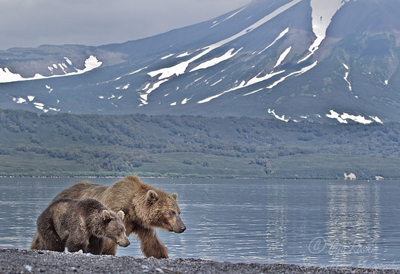 046 Brown Bear (Ursus arctos) - Kamchatka Russia