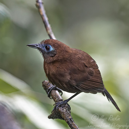 723 Zeledon's antbird female (Hafferia zeledoni) - Ecuador