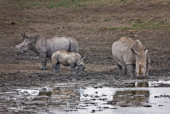 029_White Rhinoceros (Ceratotherium simum)_Madikwe_S Africa