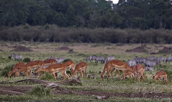 097 Impalas (Aepyceros melampus) Masai Mara Kenya