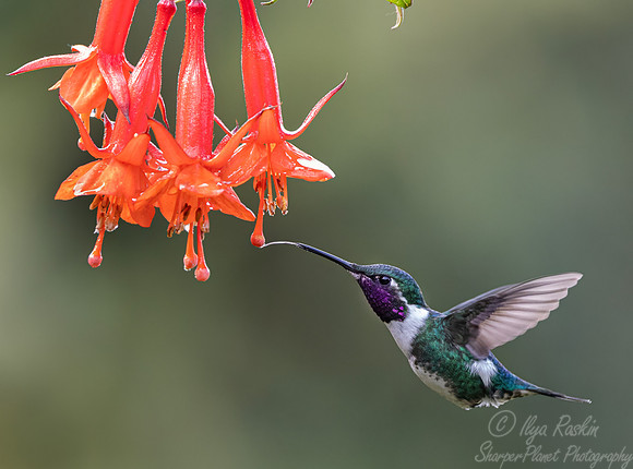 545 White-bellied woodstar (Chaetocercus mulsant) - Ecuador