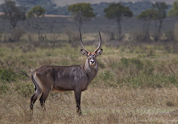 107 Waterbuck (Kobus ellipsiprymnus) - Masai Mara Kenya