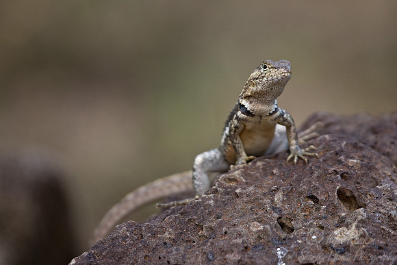 053 Galapagos Lava Lizard - Galapagos Ecuador