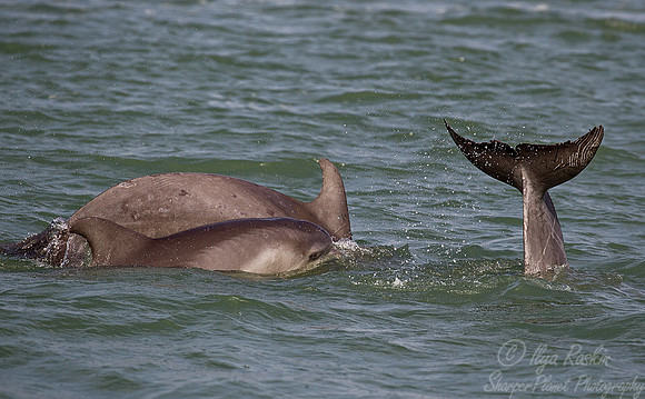 114 Bottlenose dolphins (Tursiops truncatus) - Texas