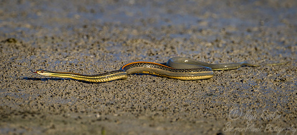 064 Eastern garter snake (Thamnophis sirtalis) - Texas