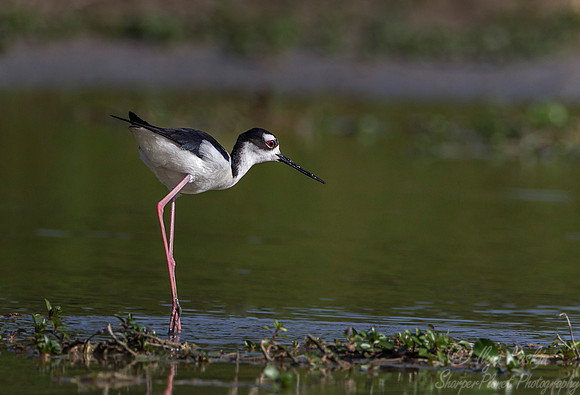 169 Black-necked stilt (Himantopus mexicanus) - Texas