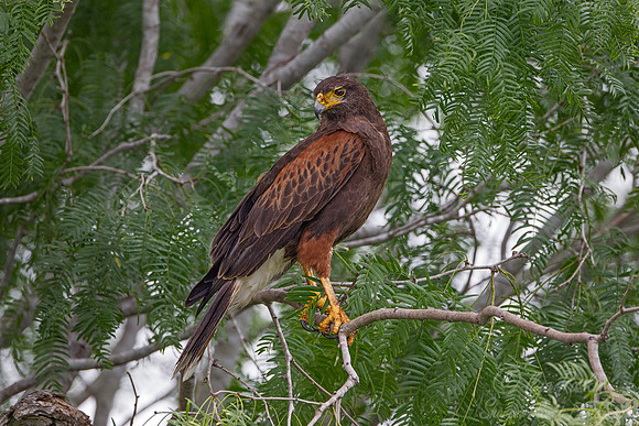 169 Harris' hawk (Parabuteo unicinctus) - Texas