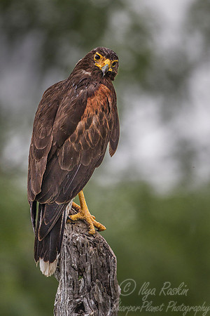 170 Harris' hawk (Parabuteo unicinctus) - Texas