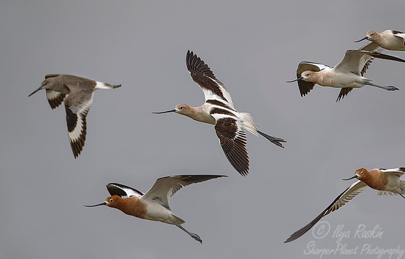 171 American avocet (Recurvirostra americana) - Texas