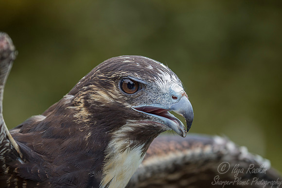 171 Harris' hawk (Parabuteo unicinctus) - Texas