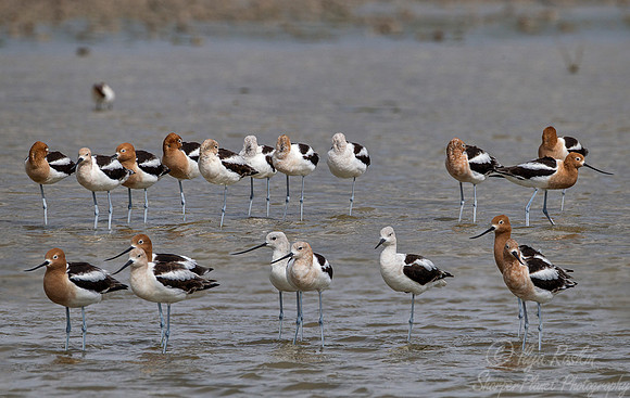 172 American avocet (Recurvirostra americana) - Texas