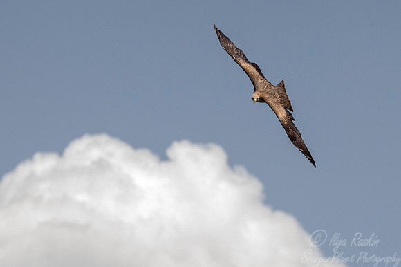 174 Black kite (Milvus migrans) - captive SC