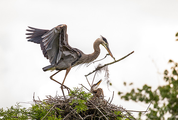 176 Great blue herons (Ardea herodias) - SC
