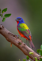 2015 Texas and SC Birds