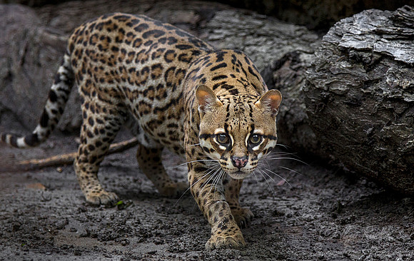078 Ocelot (Leopardus pardalis) - Texas