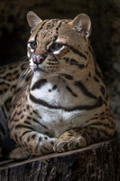2015 Texas Animals