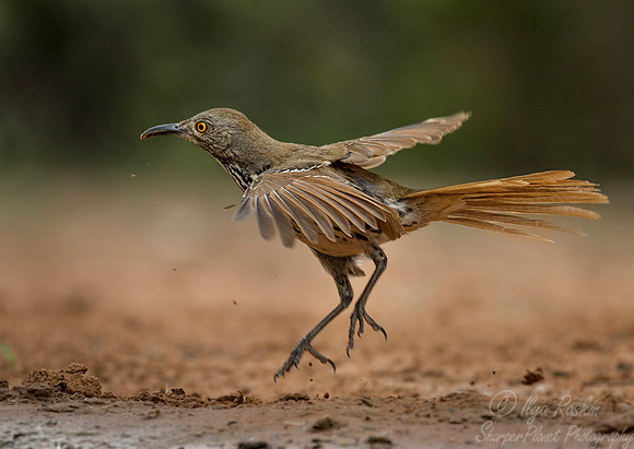 070 Long-billed thrasher (Toxostoma longirostre) - Texas