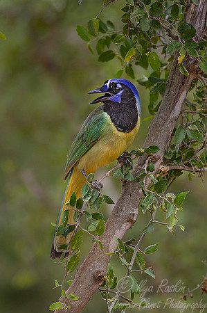 071 Green jay (Cyanocorax yncas) - Texas