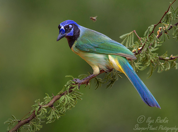 072 Green jay (Cyanocorax yncas) - Texas