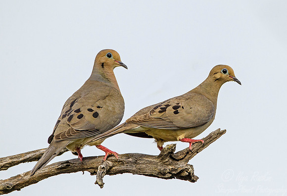 073 Mourning dove (Zenaida macroura) _ Texas