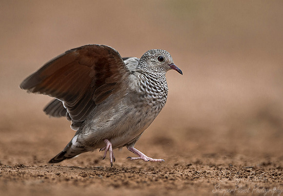 074 Inca dove (Columbina inca) - Texas