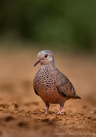 075 Inca dove (Columbina inca) - Texas