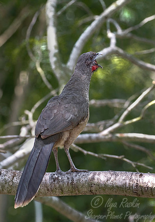 076 Plain chachalaca (Ortalis vetula) - Texas