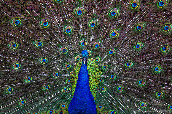 077 Peacock or Indian peafowl (Pavo cristatus) - SC