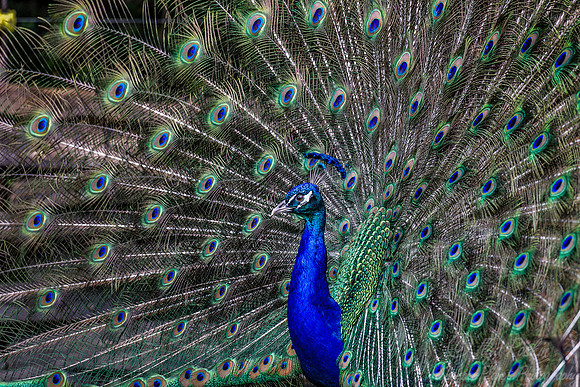 078 Peacock or Indian peafowl (Pavo cristatus) - SC