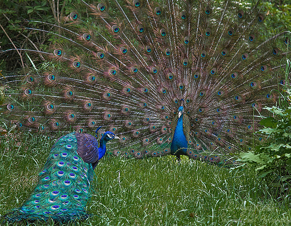 079 Peacock or Indian peafowl (Pavo cristatus) - SC