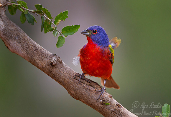 021 Painted bunting (Passerina ciris) - Texas