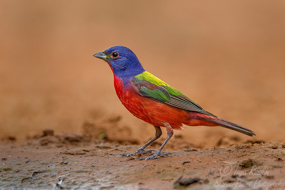 022 Painted bunting (Passerina ciris) - Texas