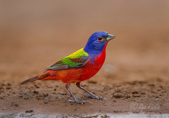 023 Painted bunting (Passerina ciris) - Texas