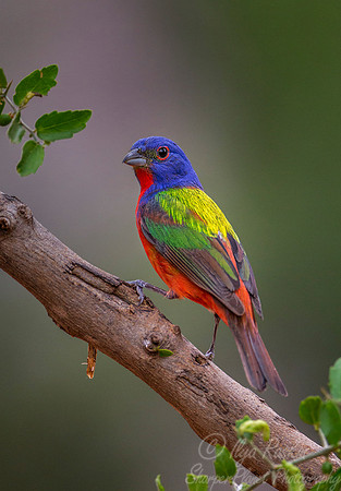 024 Painted bunting (Passerina ciris) - Texas