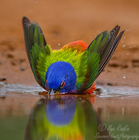 025 Painted bunting (Passerina ciris) - Texas