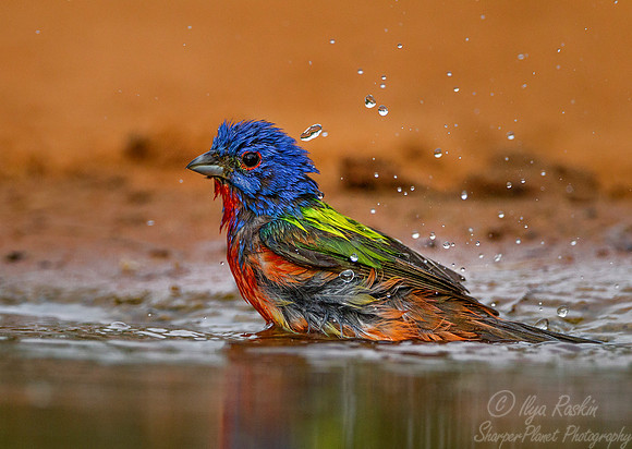 026 Painted bunting (Passerina ciris) - Texas