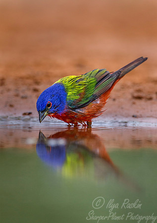 027 Painted bunting (Passerina ciris) - Texas