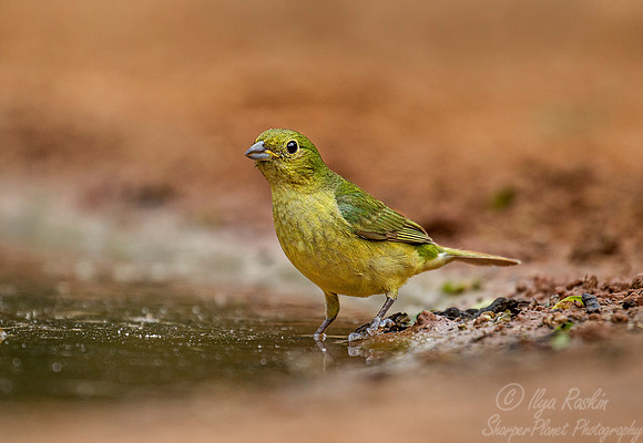 028 Painted bunting female (Passerina ciris) - Texas
