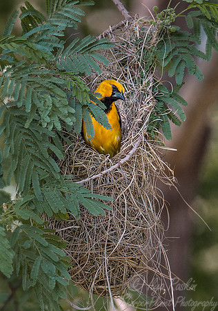 029 Altamira oriole (Icterus gularis) - Texas